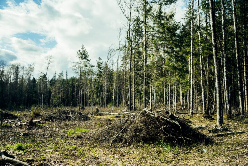 A clear-cut area in a coniferous forest, showing piles of logs and branches.