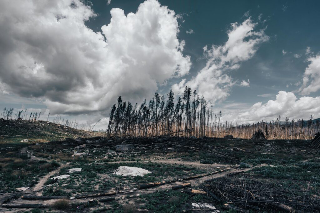 A landscape depicting a burnt forest with dramatic clouds above, capturing environmental impact.